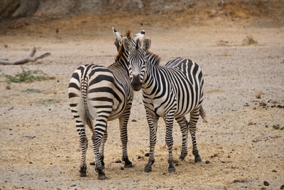 During the day standing in brown on the beaches of the zebra
